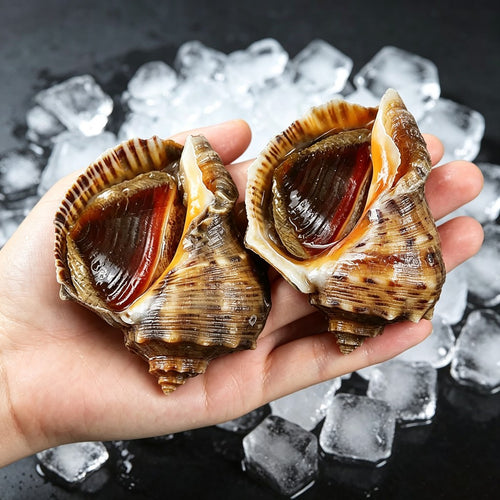 Live sea whelks held above crushed ice