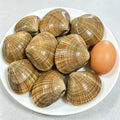 Live large wenbei clams with striped shells on a white plate