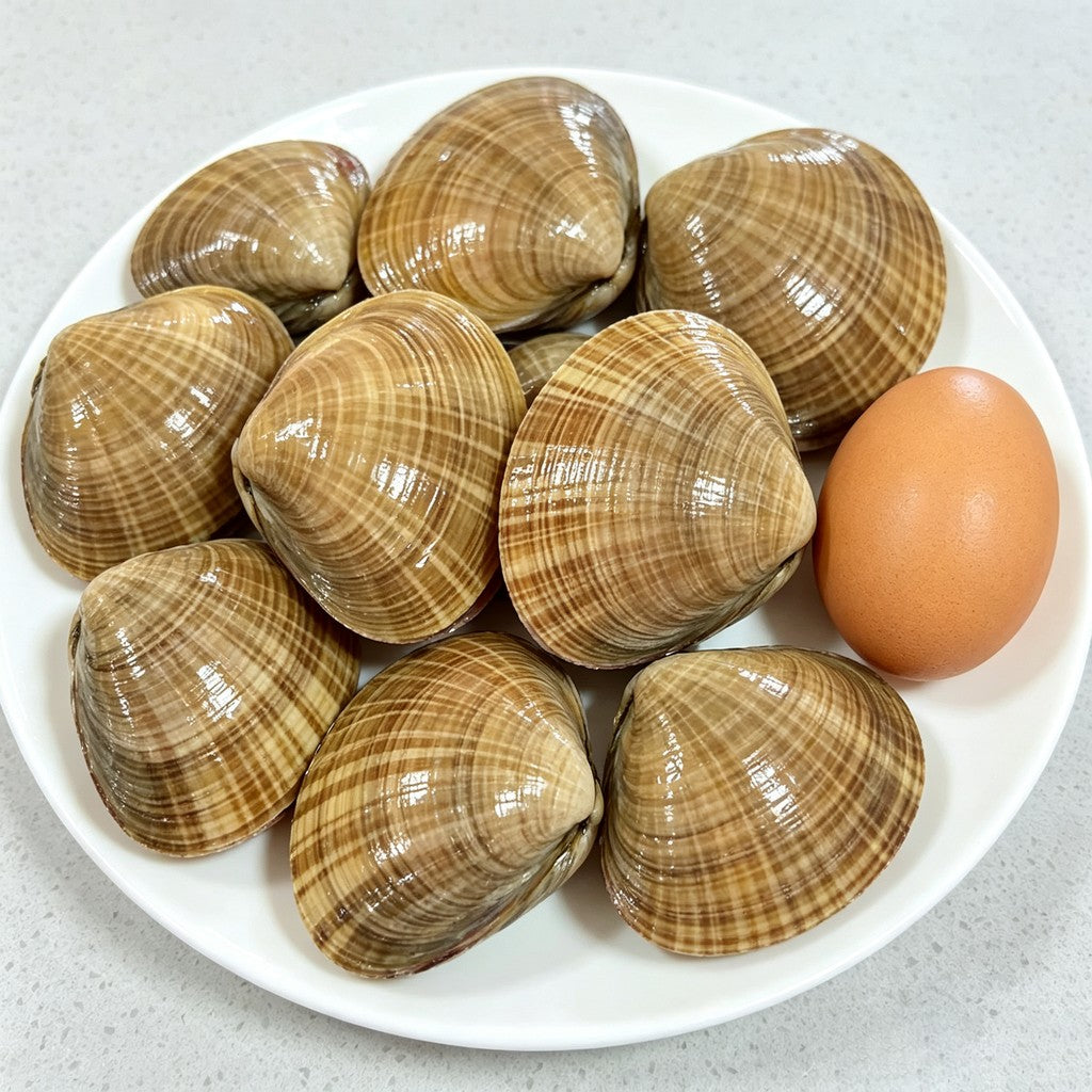 Live Large Wenbei Clams